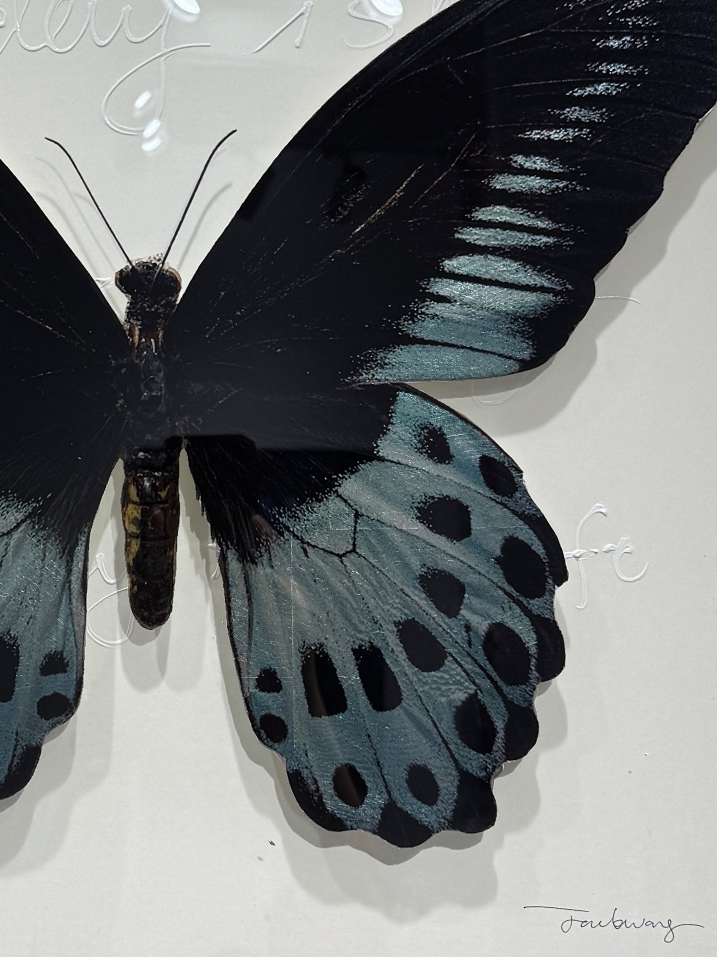Blue Mormon