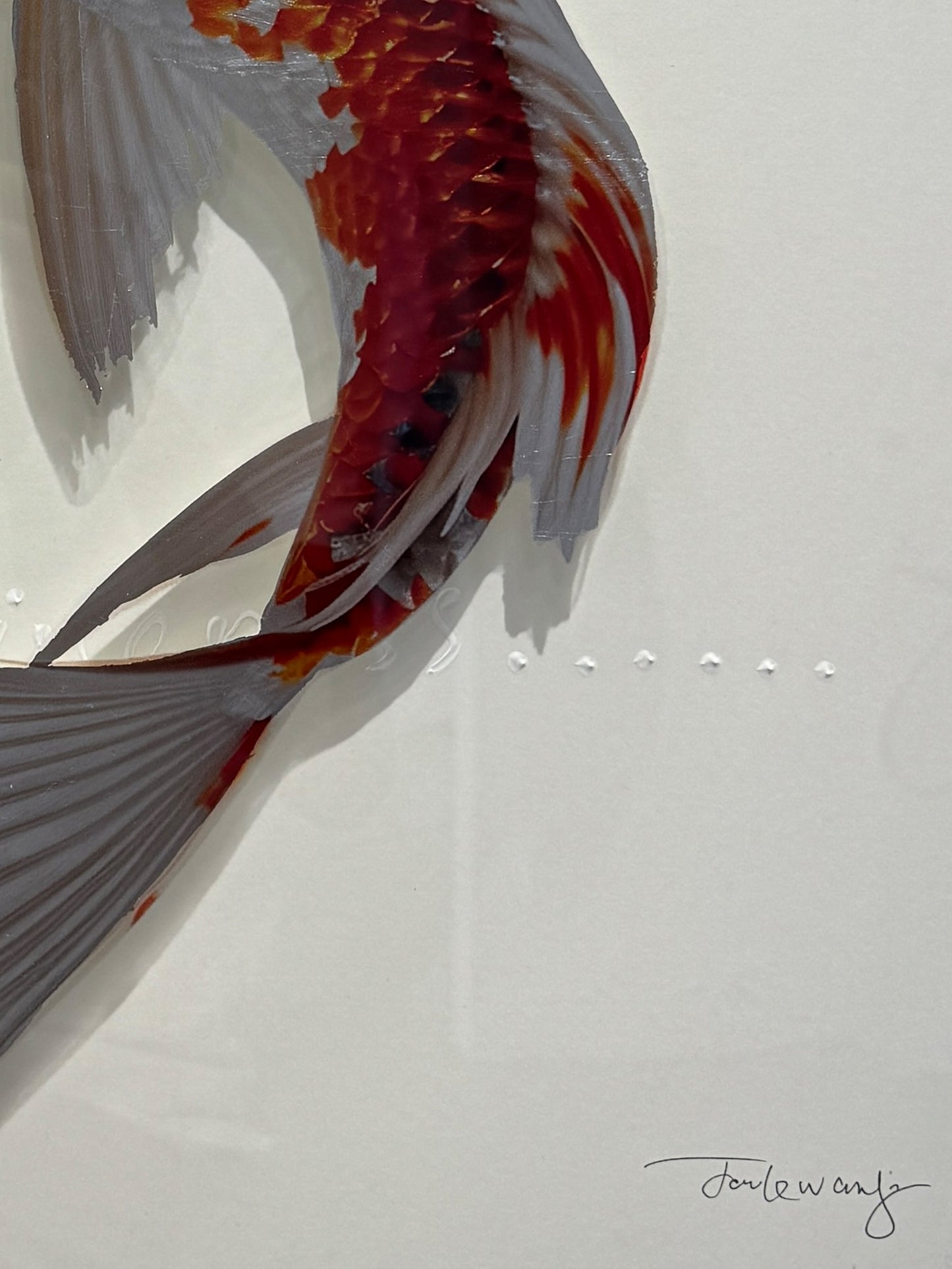Kohaku Koi Carp