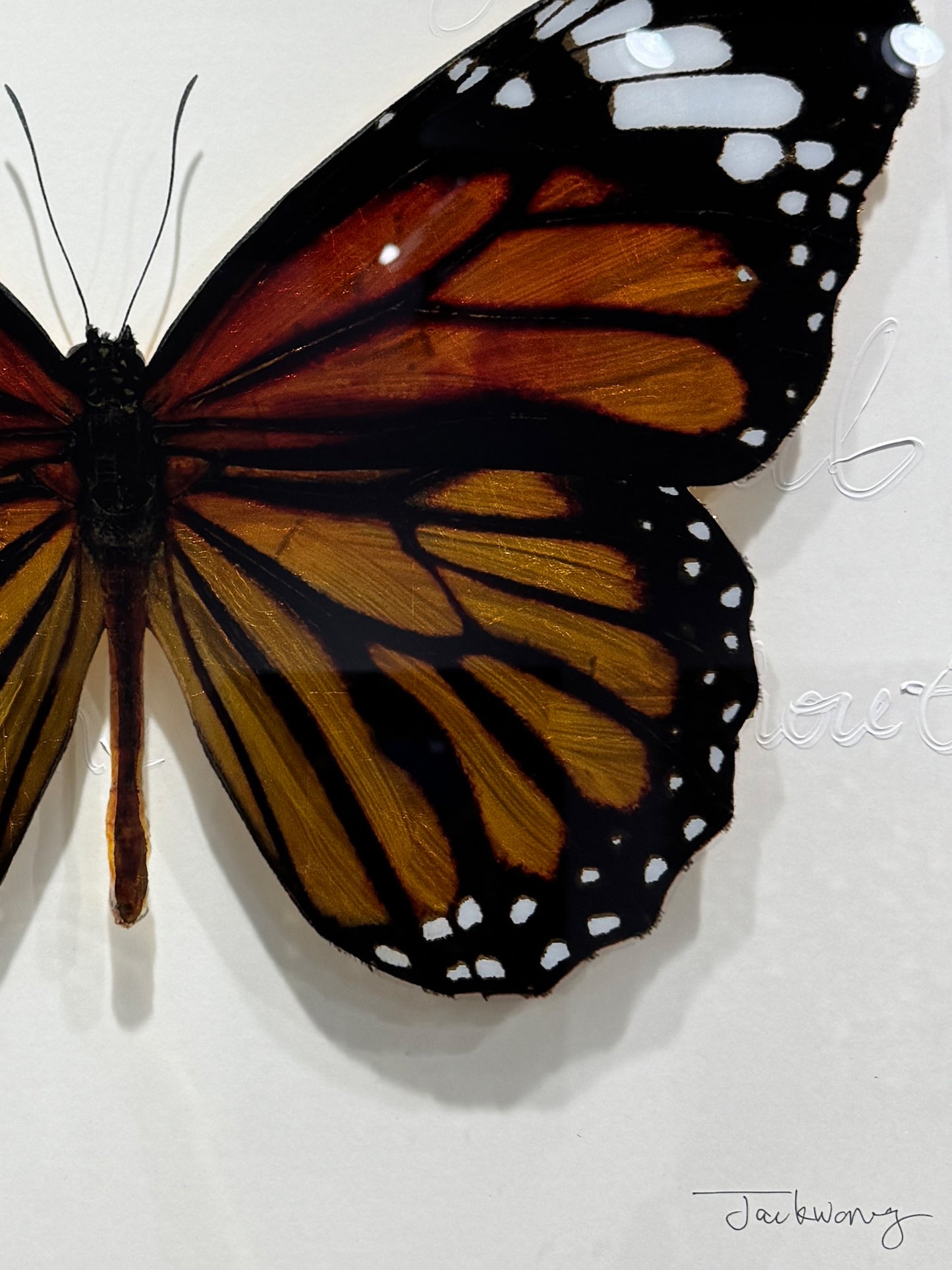 Monarch Butterfly