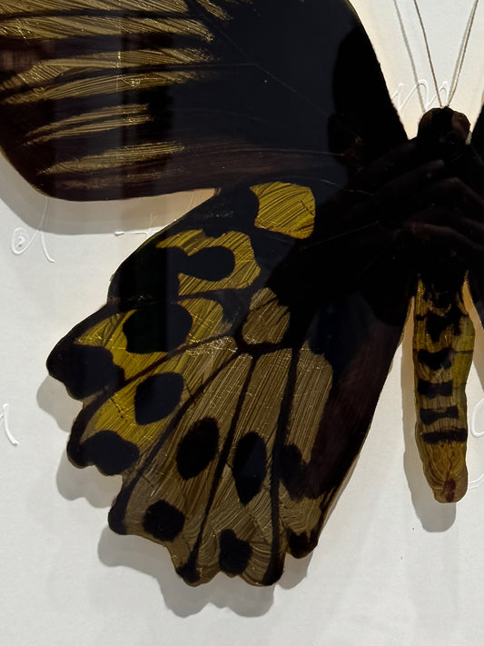 Golden Birdwing