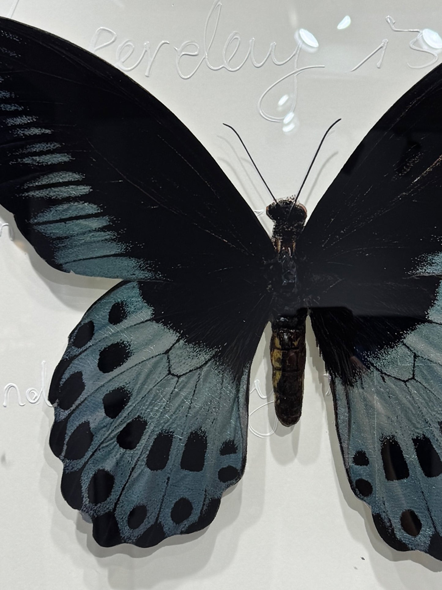 Blue Mormon