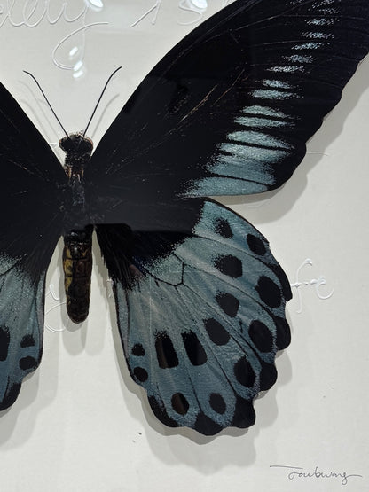 Blue Mormon