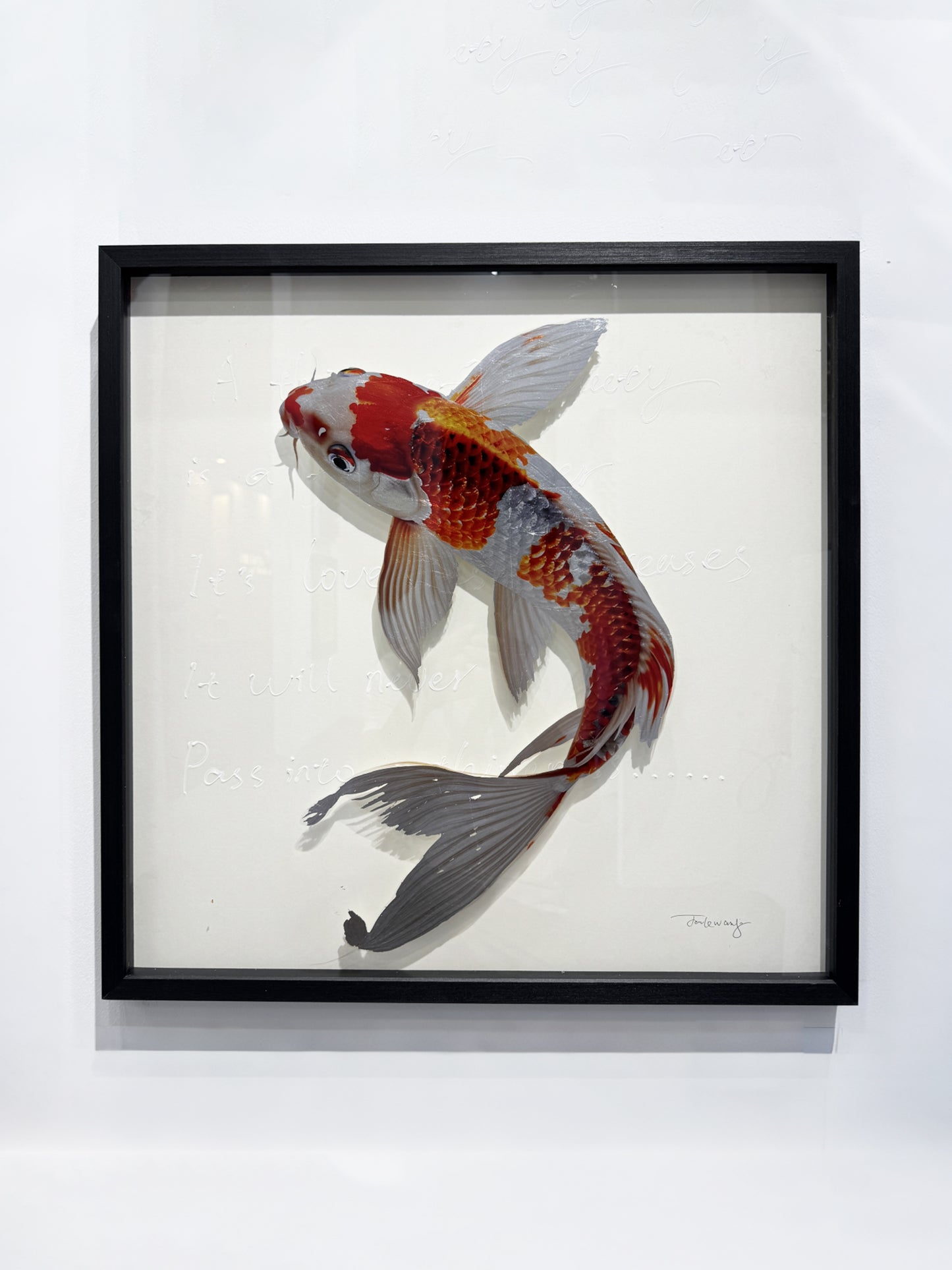 Kohaku Koi Carp