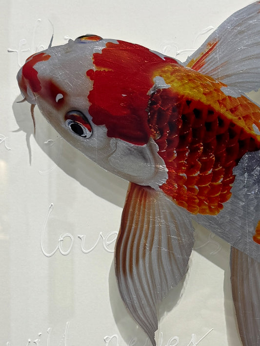 Kohaku Koi Carp