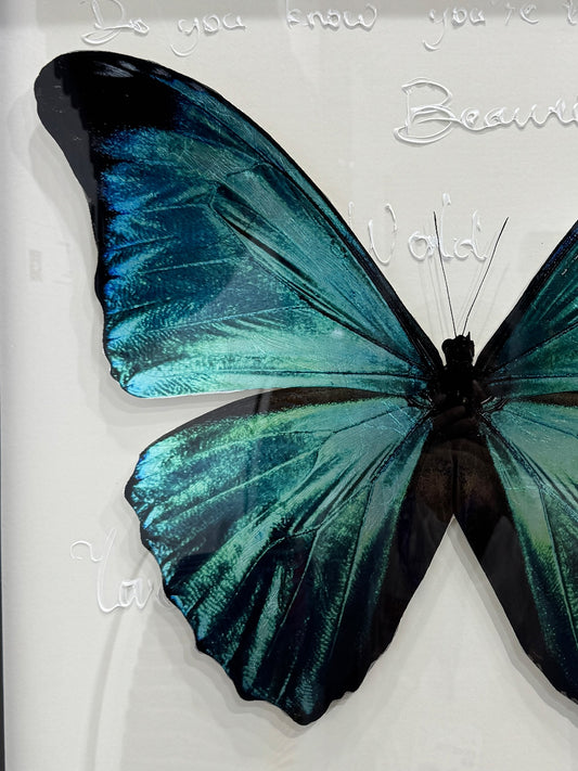 Blue Morpho Butterfly