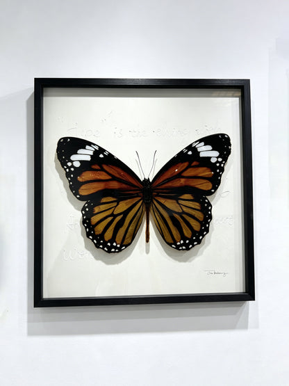 Monarch Butterfly