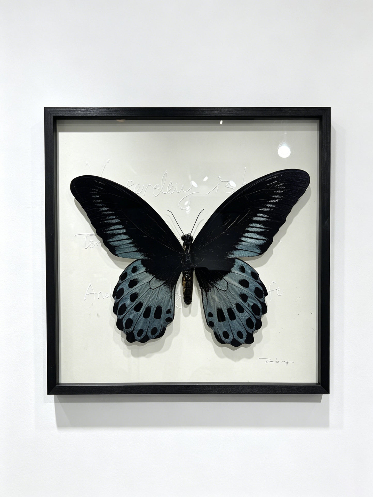 Blue Mormon