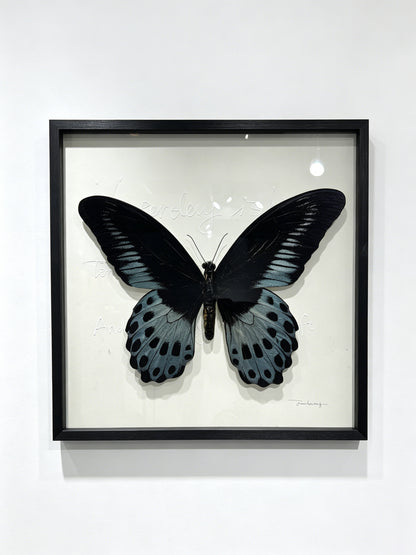 Blue Mormon