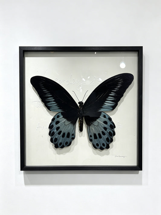 Blue Mormon