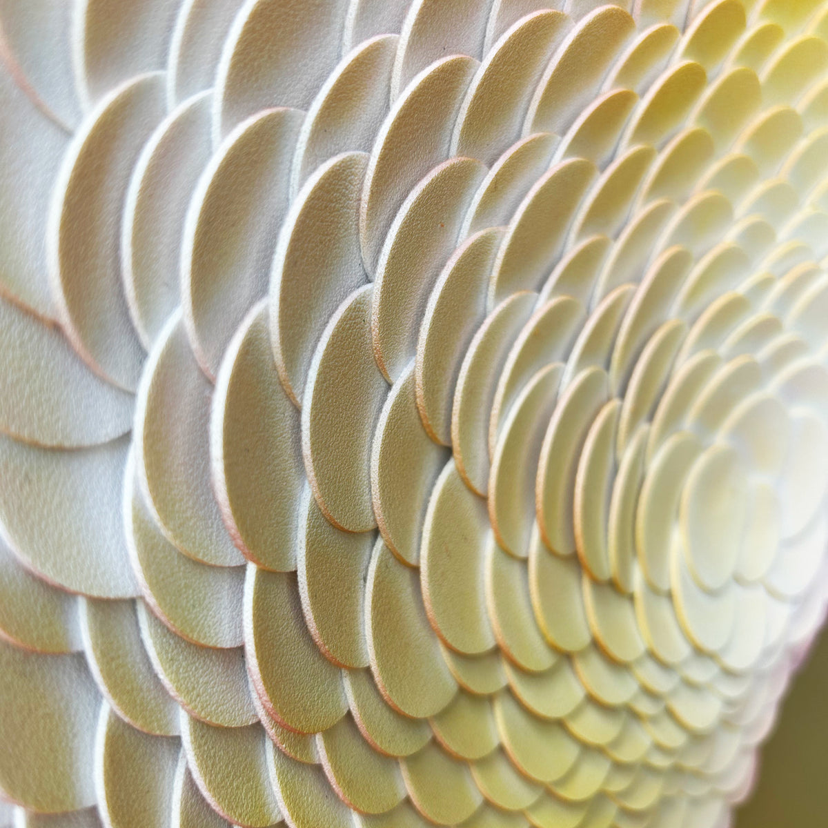 Tract | Detail