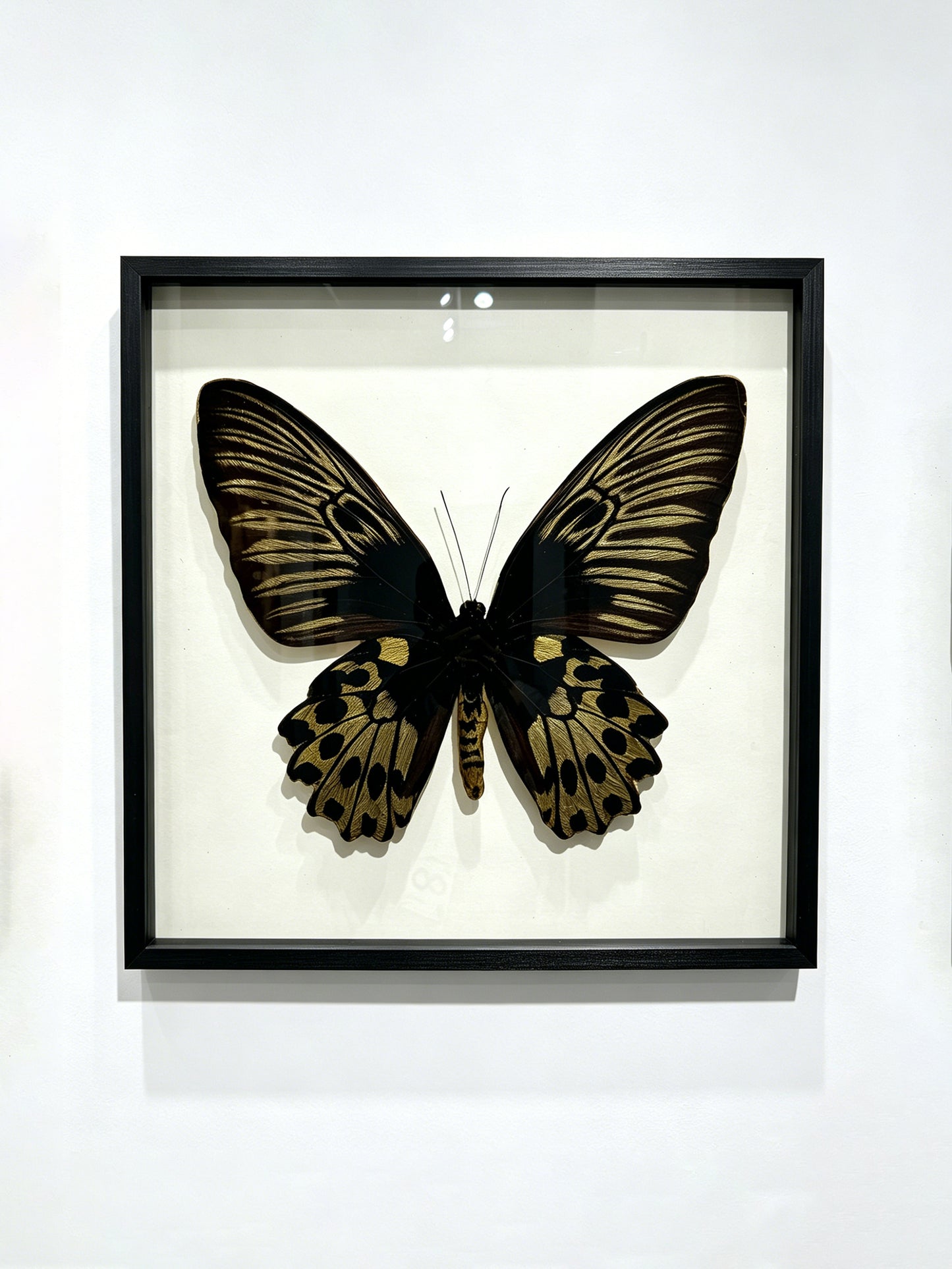 Golden Birdwing