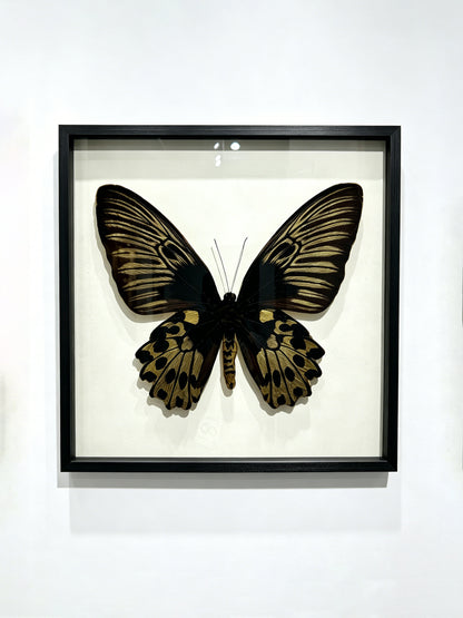 Golden Birdwing